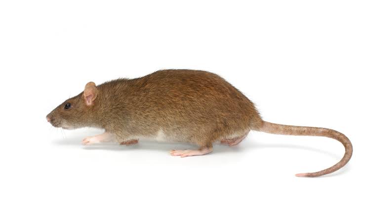 Rat
