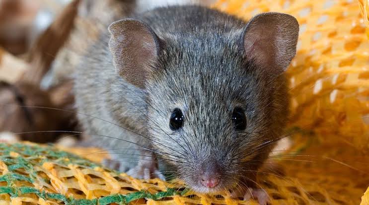 Souris